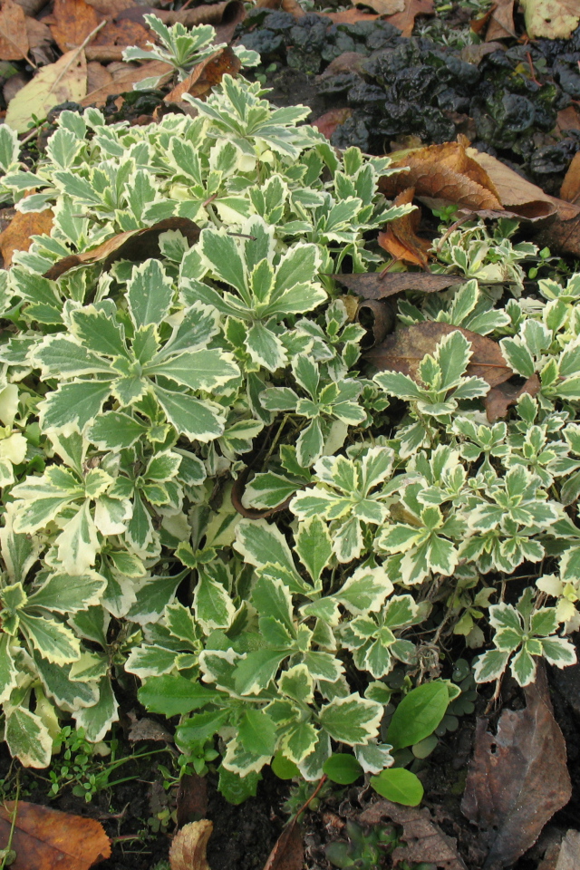 Красивое растение резуха