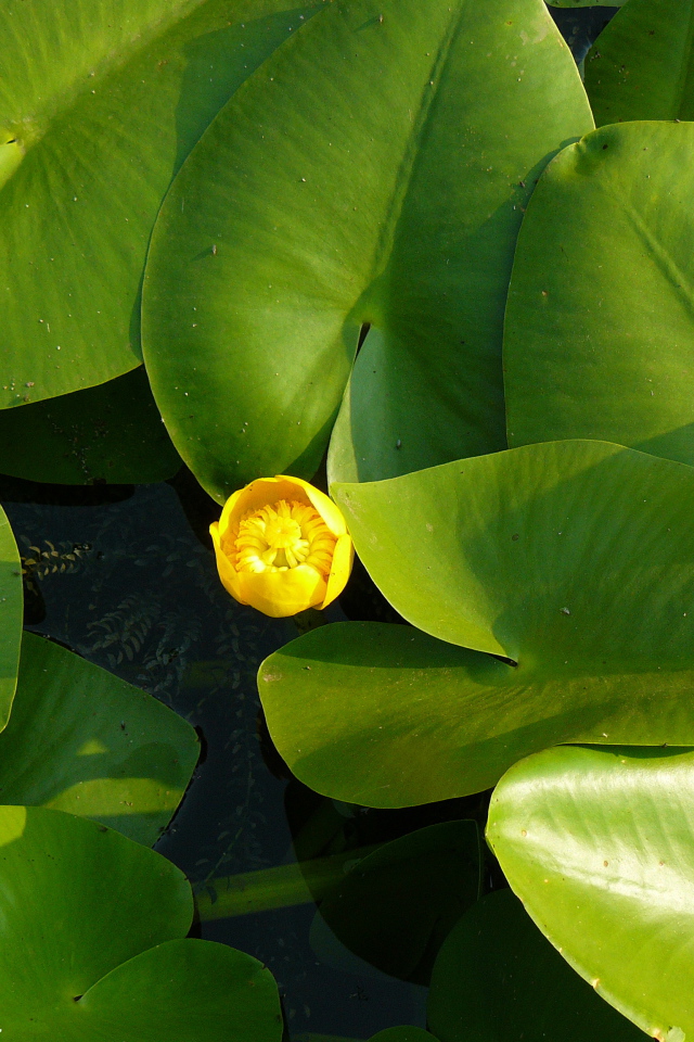 Красивое растение желтая кубышка