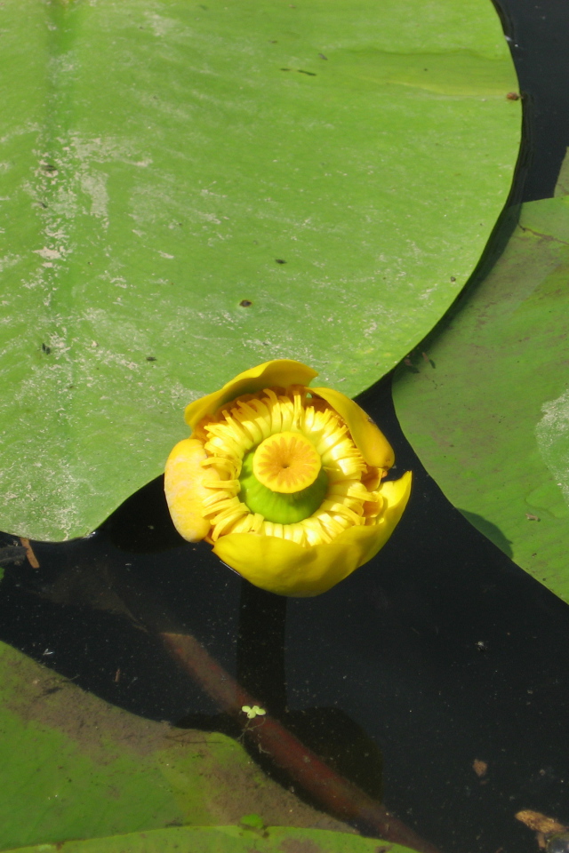 Красивое растение желтая кубышка на воде