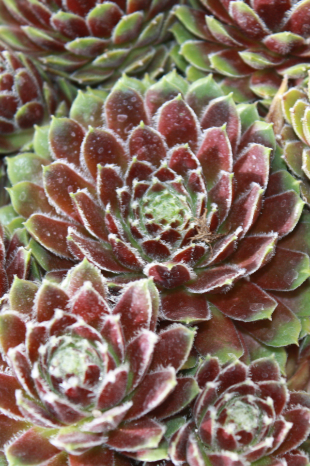 Красивое растение молодило в горшке