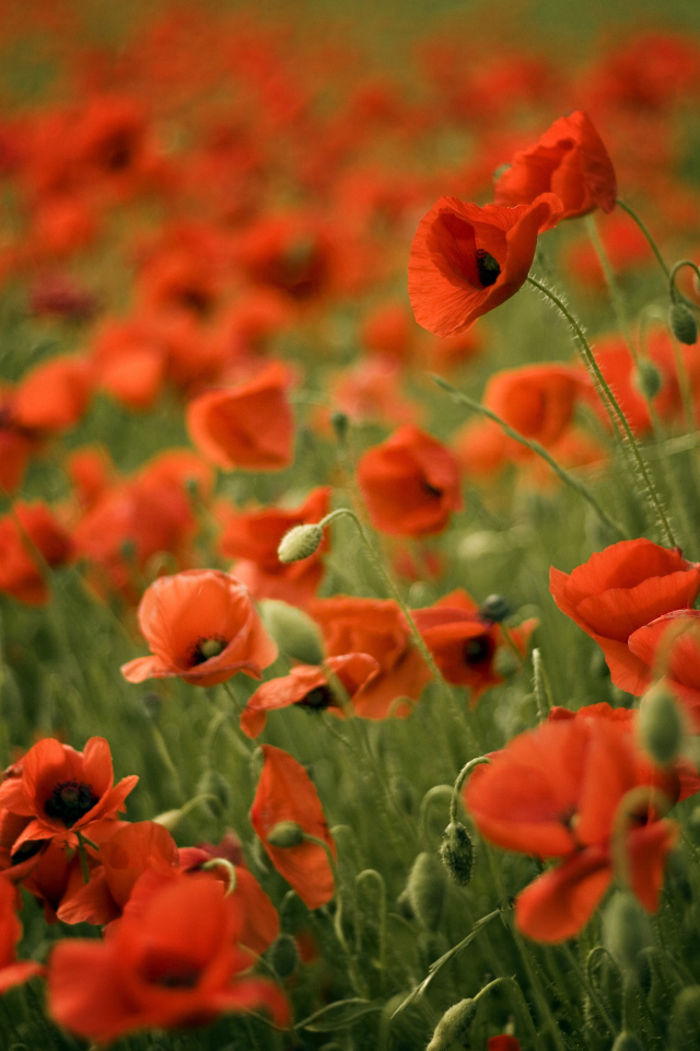 Красивый мак в весеннем поле