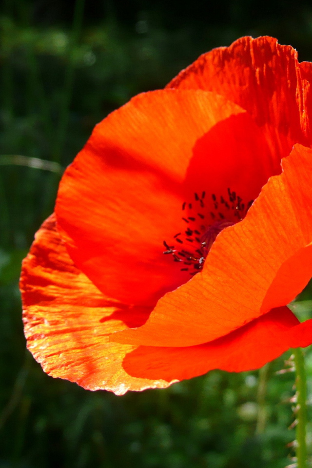 Красивый цветок мак 