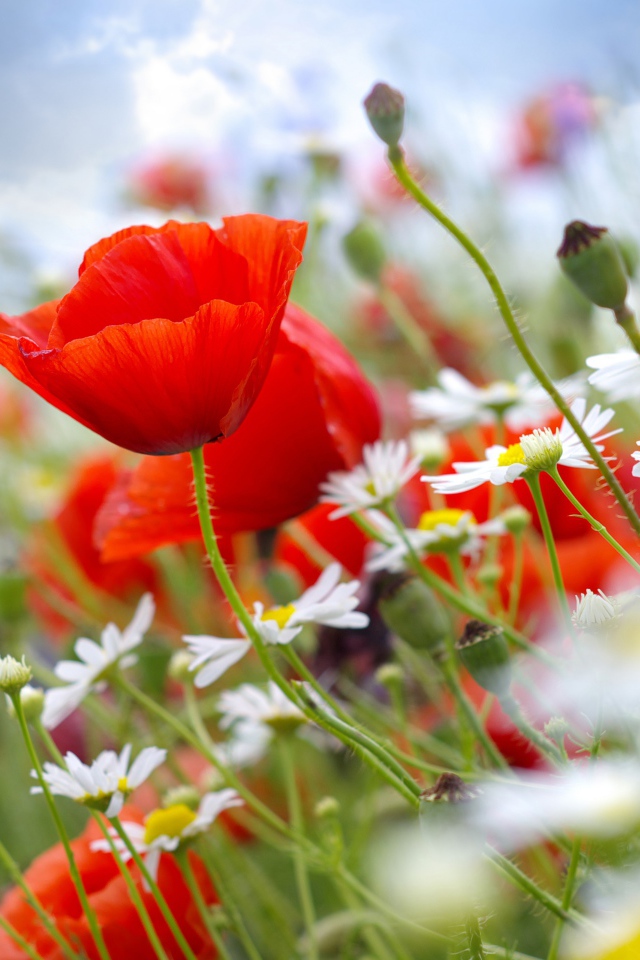 Красивая поляна мака