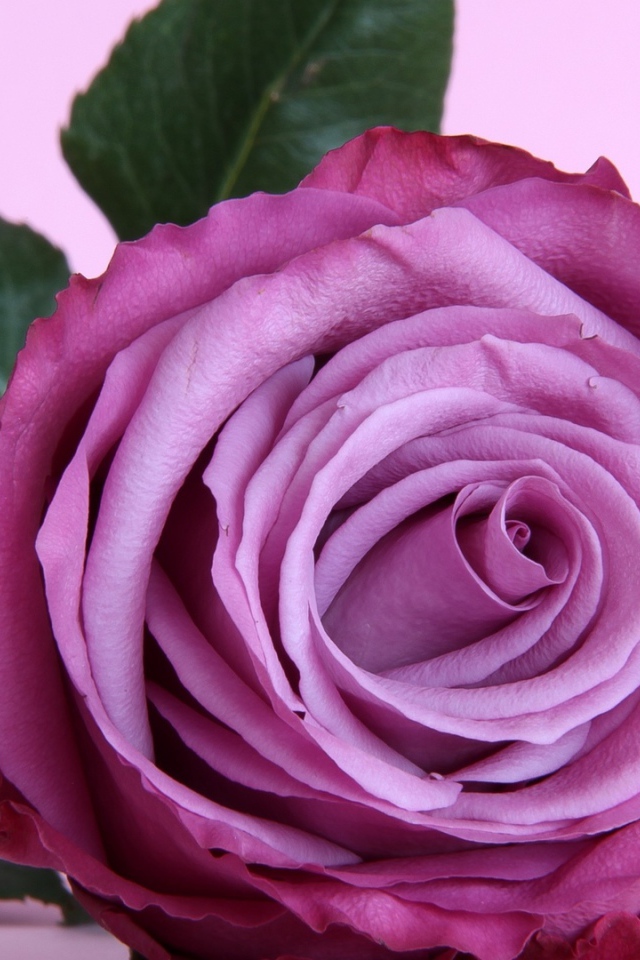 Красивая фиолетовая роза на столе