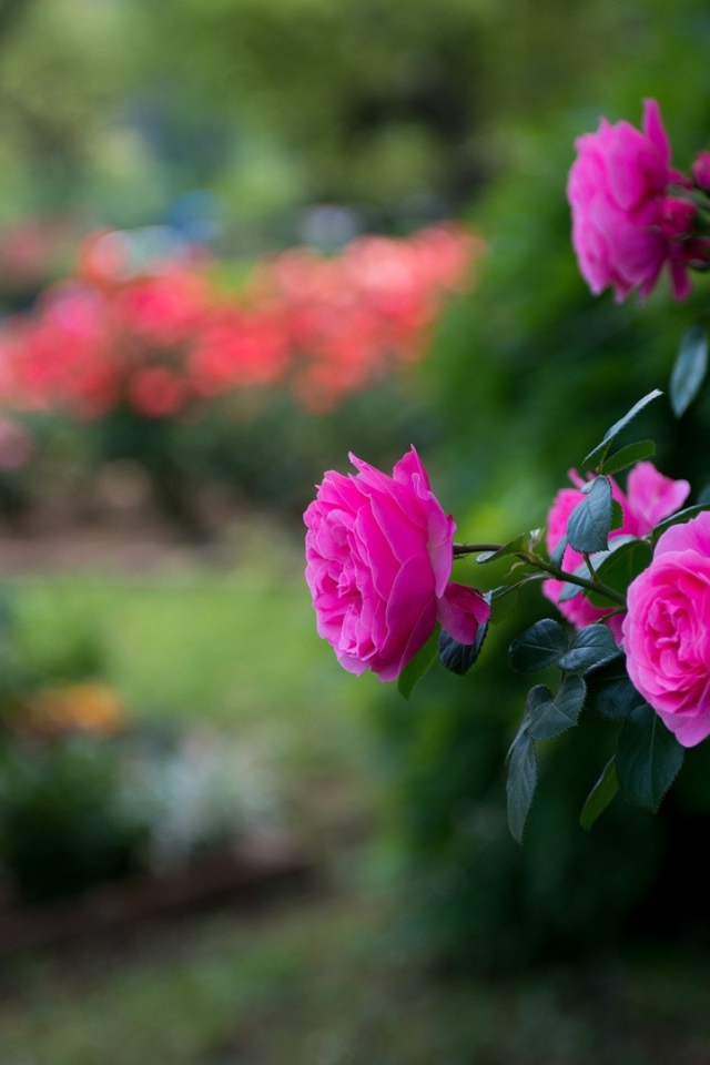 Красивые фиолетовые розы