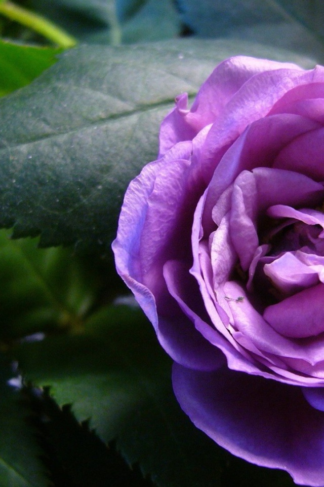Красивые фиолетовые розы в саду