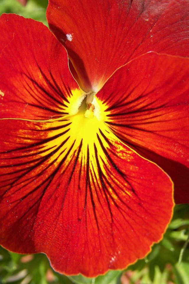 Красивый красный цветок анютины глазки