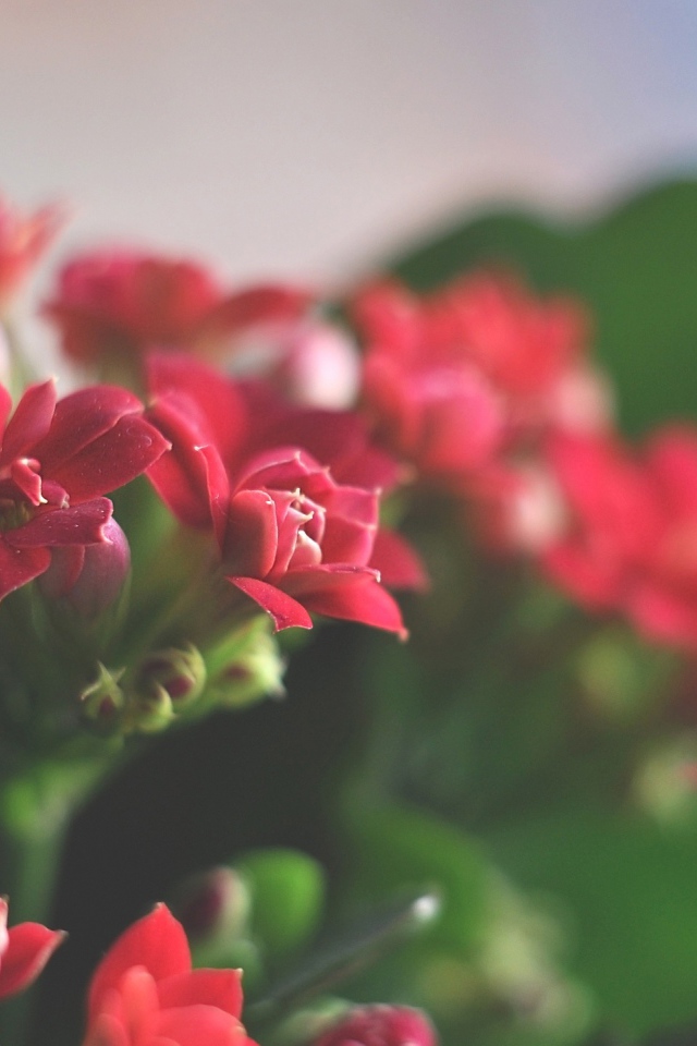 Великолепные красные цветы