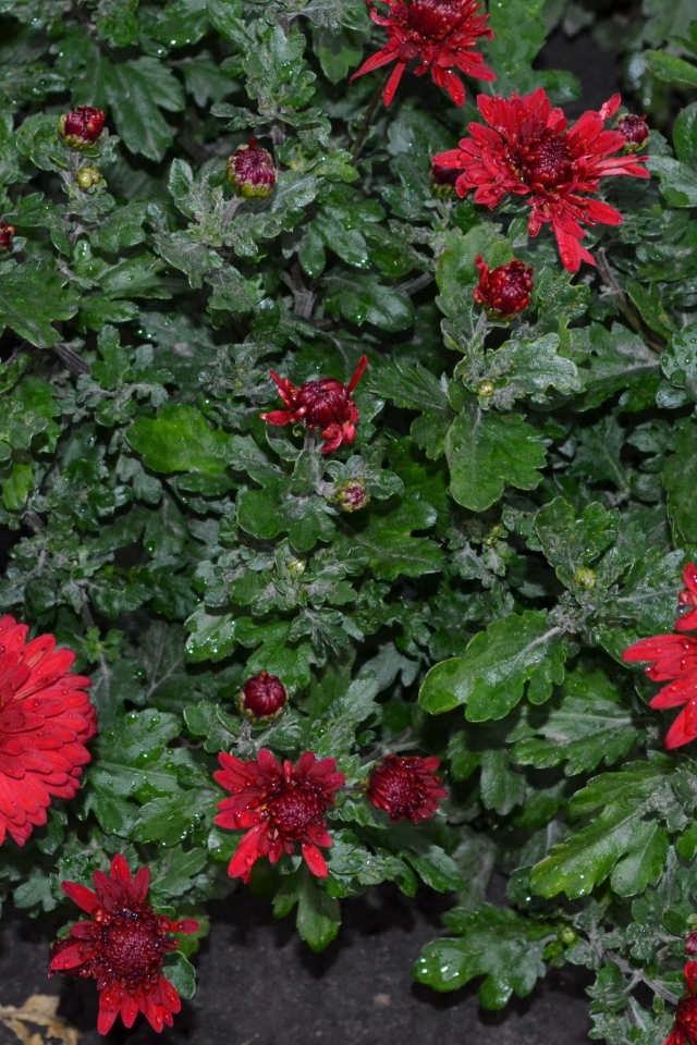 Красивые красные цветы хризантема