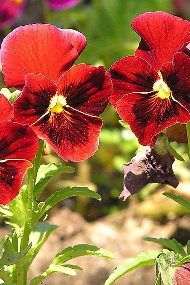 Красивые красные цветы анютины глазки