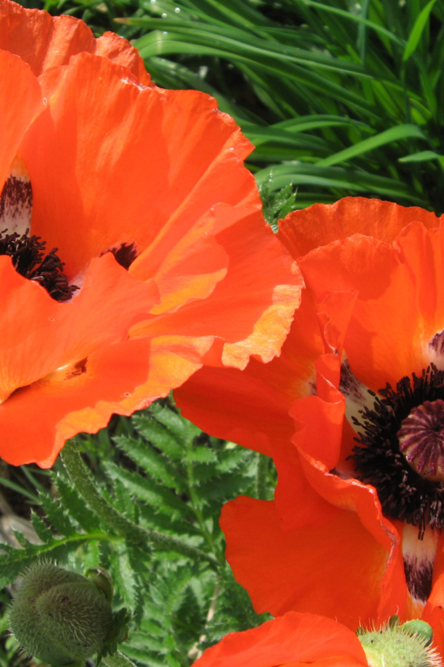 Красивый цветок красный мак