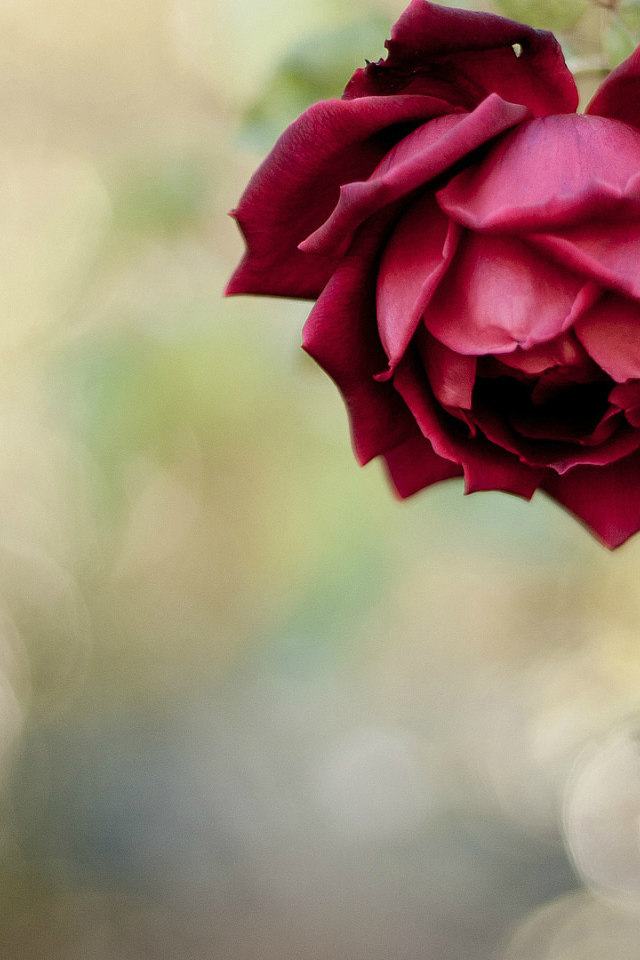 Красивая красная роза в саду