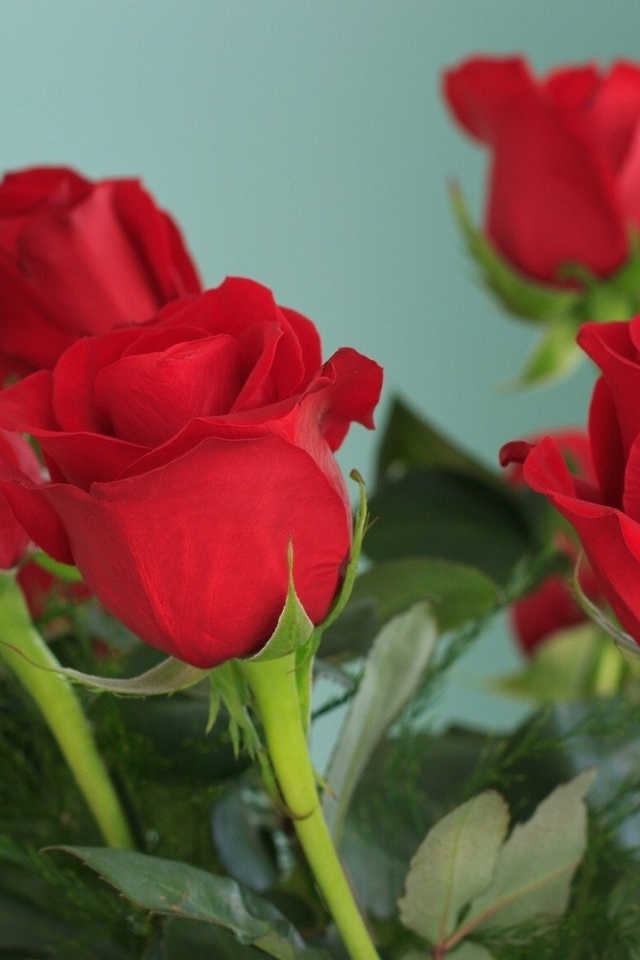 Красивые красные розы на голубом фоне