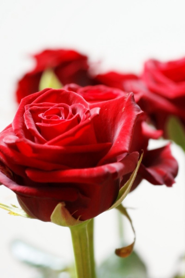 Красивые красные розы на белом фоне
