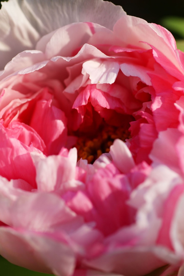 Красивый розовый бутон