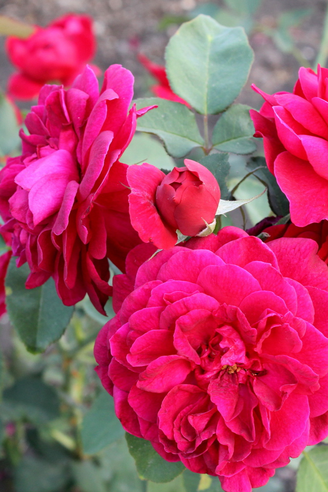 Красивая роза кустарниковая в саду