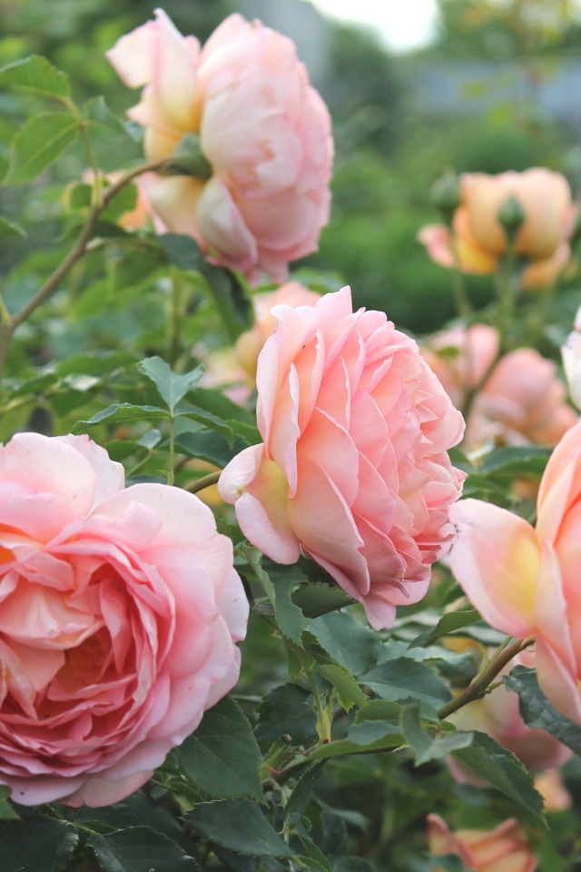 Красивые розы кустарниковые в саду