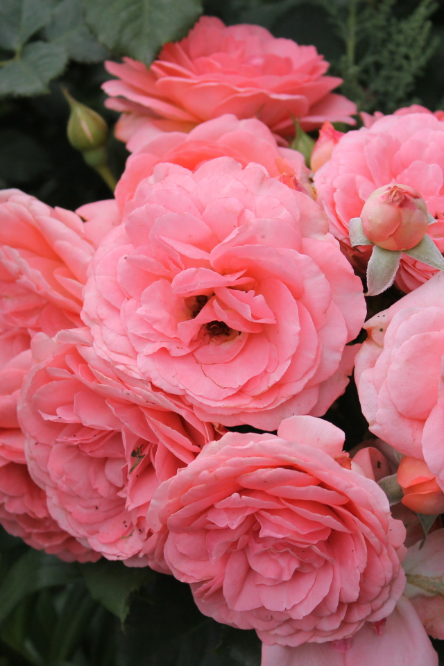 Красивая роза кустарниковая на дачном участке