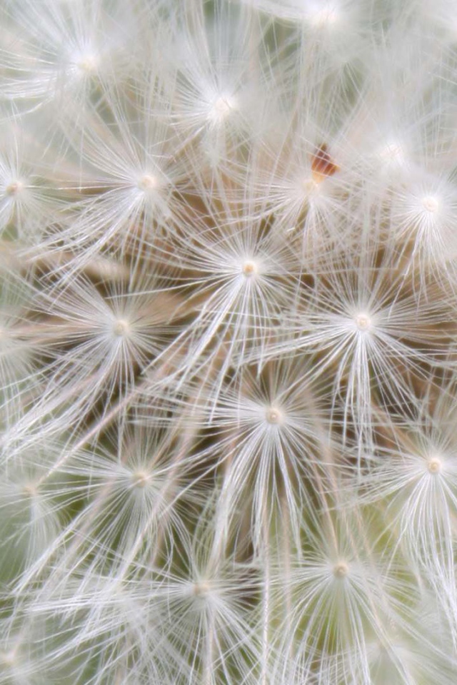 Красивый козлобородник (большой одуванчик) цветок