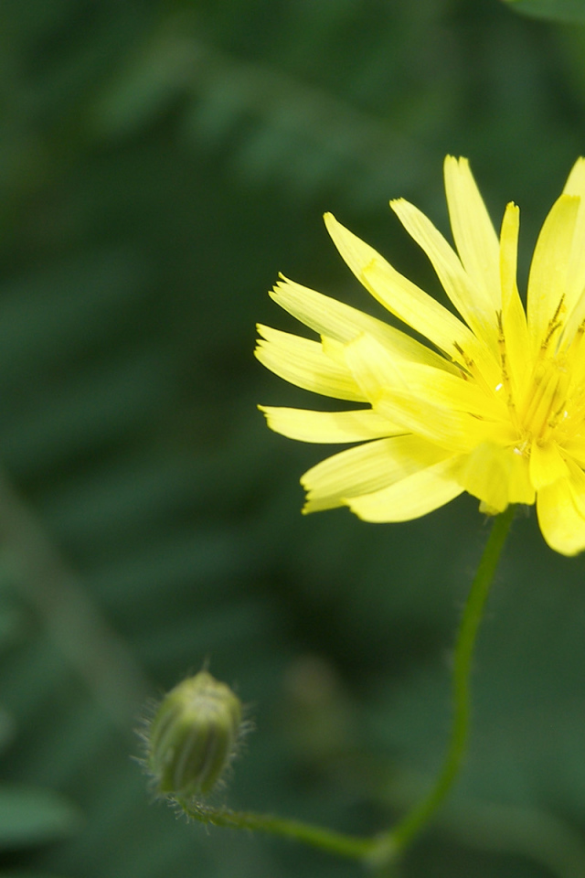 Красивый козлобородник (большой одуванчик) в саду
