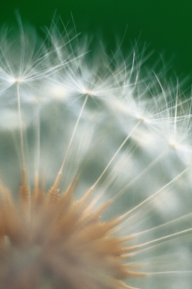 Красивый козлобородник (большой одуванчик) в парке