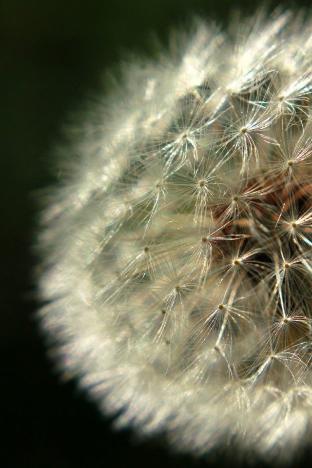 Красивый козлобородник (большой одуванчик) на газоне