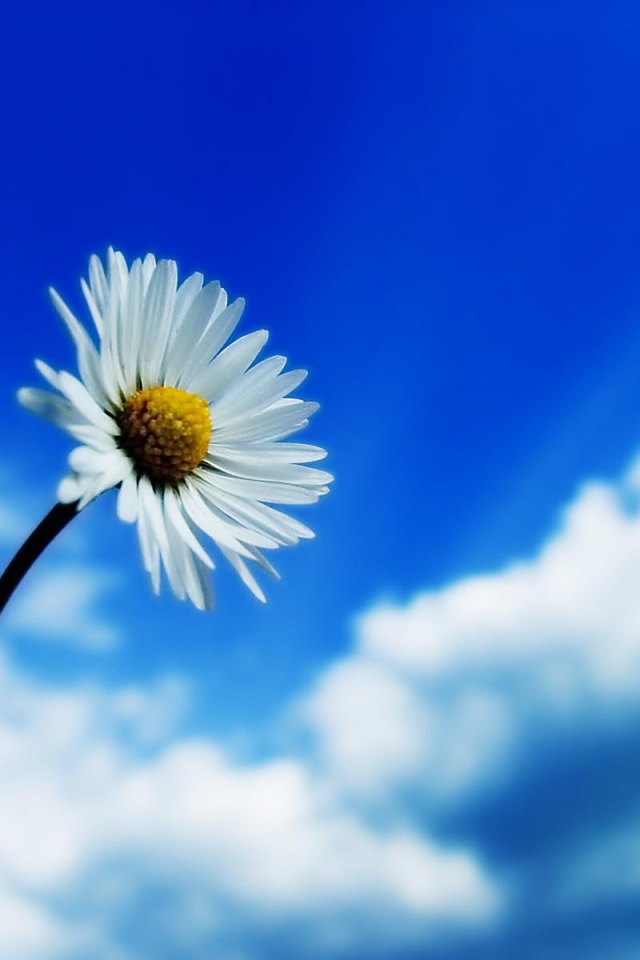 Белый цветок на фоне неба