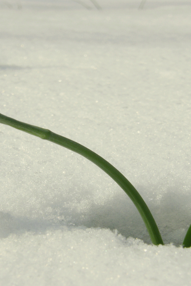 Красивый подснежник в снегу