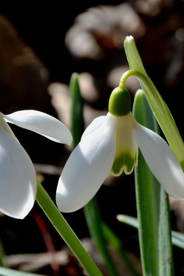 Красивые подснежники в саду