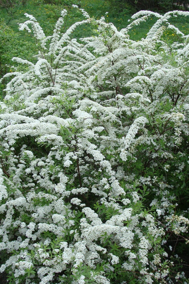 Красивая спирея на дачном участке