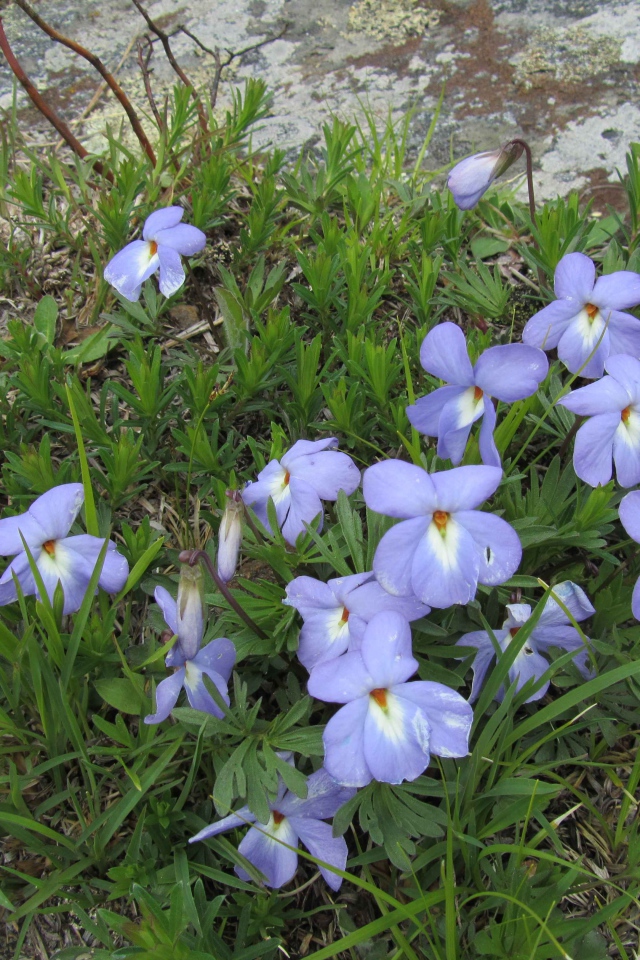 Красивые весенние виолы (фиалки, анютины глазки) на лужайке