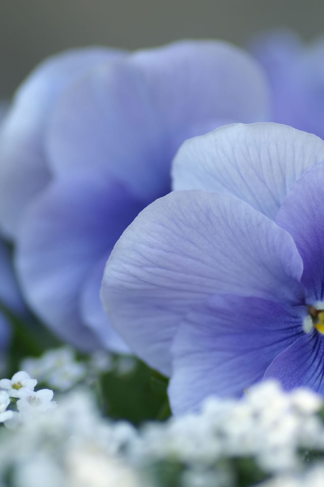 Красивые весенние виолы (фиалки, анютины глазки) 