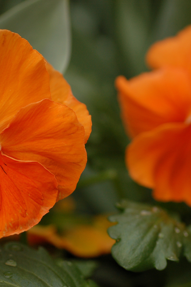 Красивые весенние виолы (фиалки, анютины глазки) в лесу