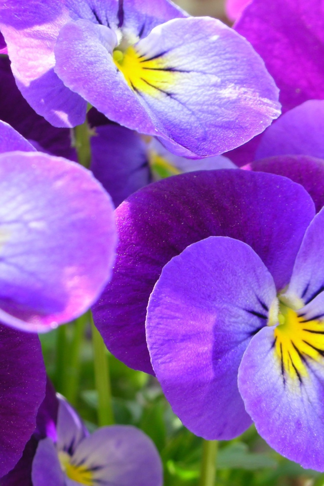 Красивые весенние виолы (фиалки, анютины глазки) в саду