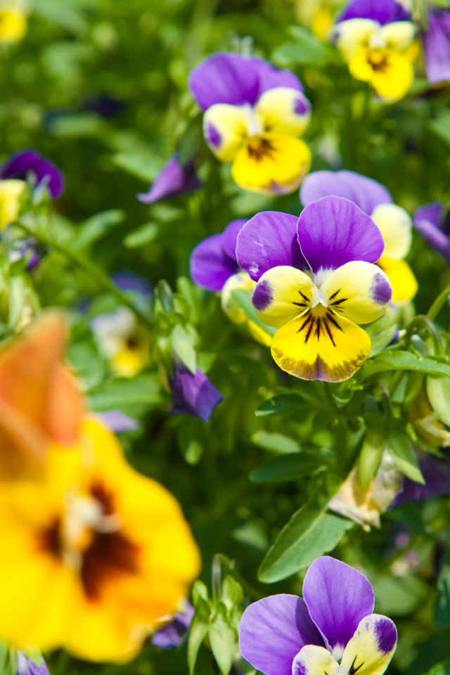 Красивые весенние виолы (фиалки, анютины глазки) в парке