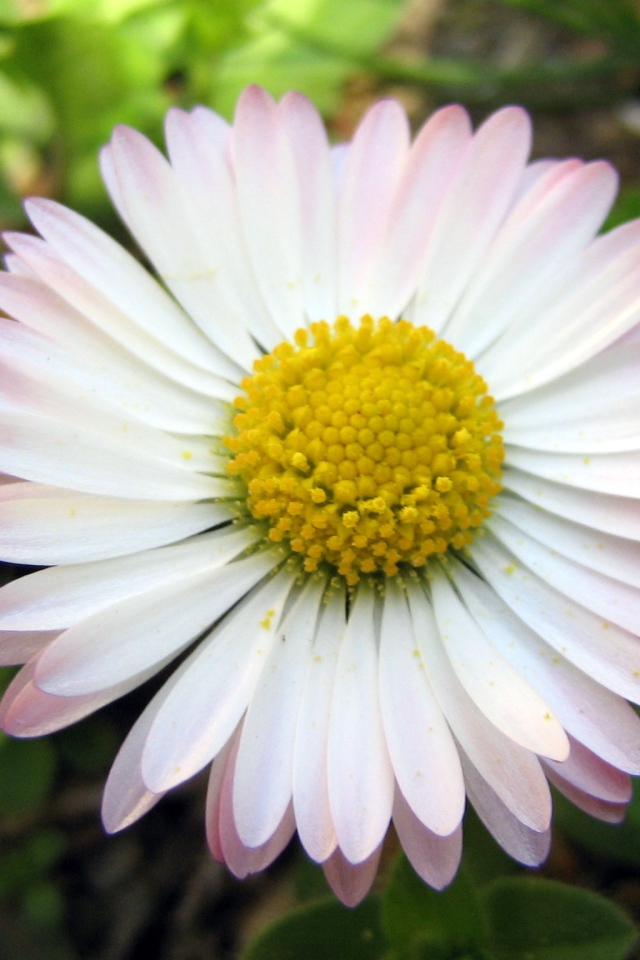 Красивые весенние маргаритки