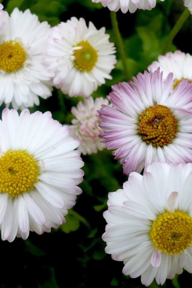 Красивые весенние маргаритки в саду