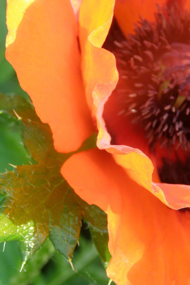 Красивый весенний цветок мак