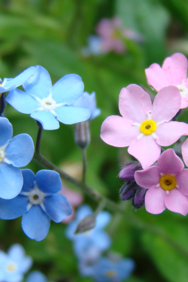 Красивые весенние цветы незабудки