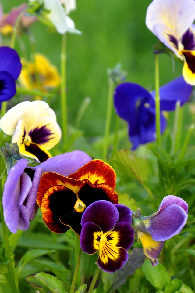 Красивые цветы анютины глазки весной на поляне