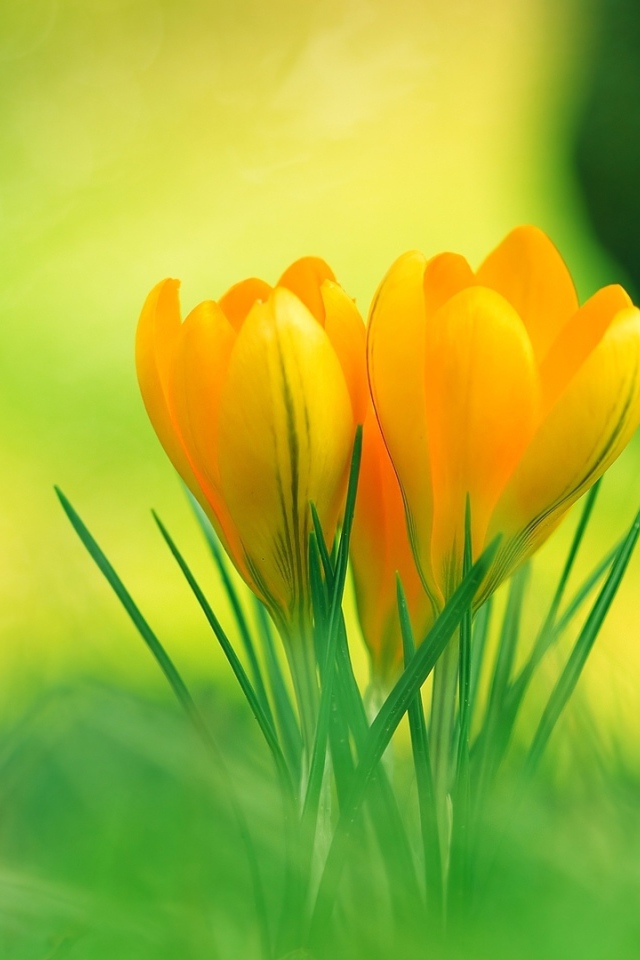 Красивые весенние желтые крокусы