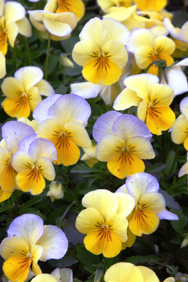 Красивые весенние желтые виолы в саду