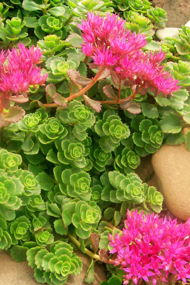 Красивая армерия в саду