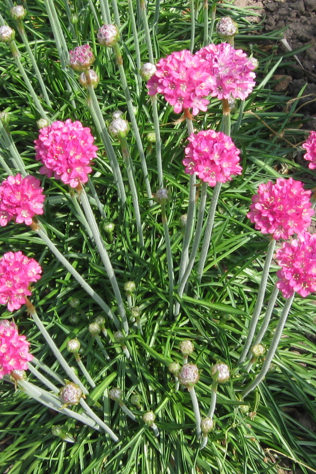 Красивая армерия на дачном участке