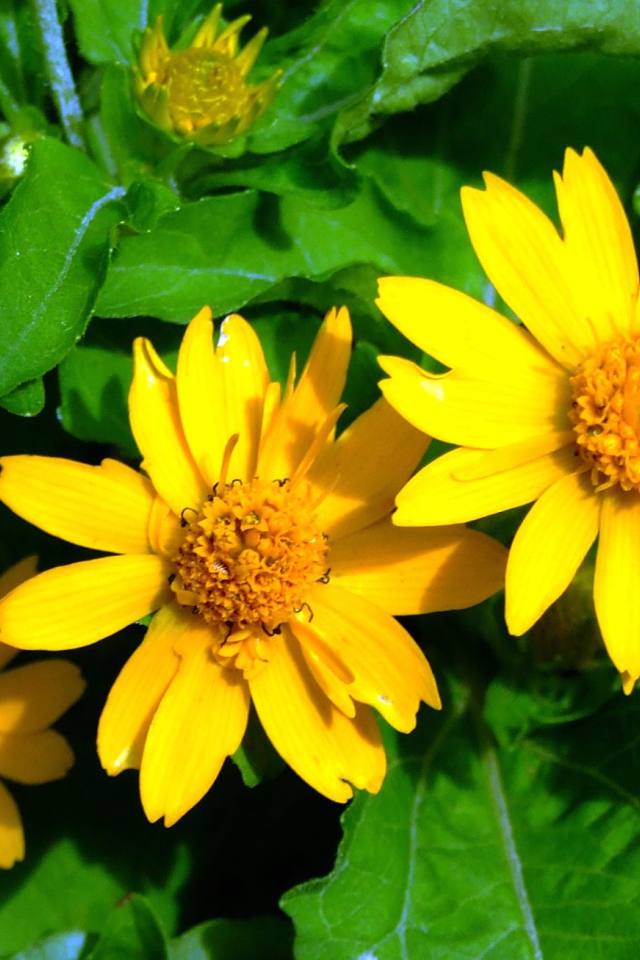 Красивая венидиум (астровые) в саду