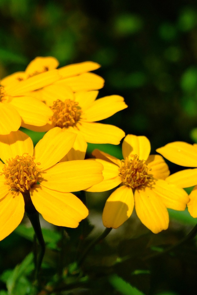 Красивая венидиум (астровые) на дачном участке