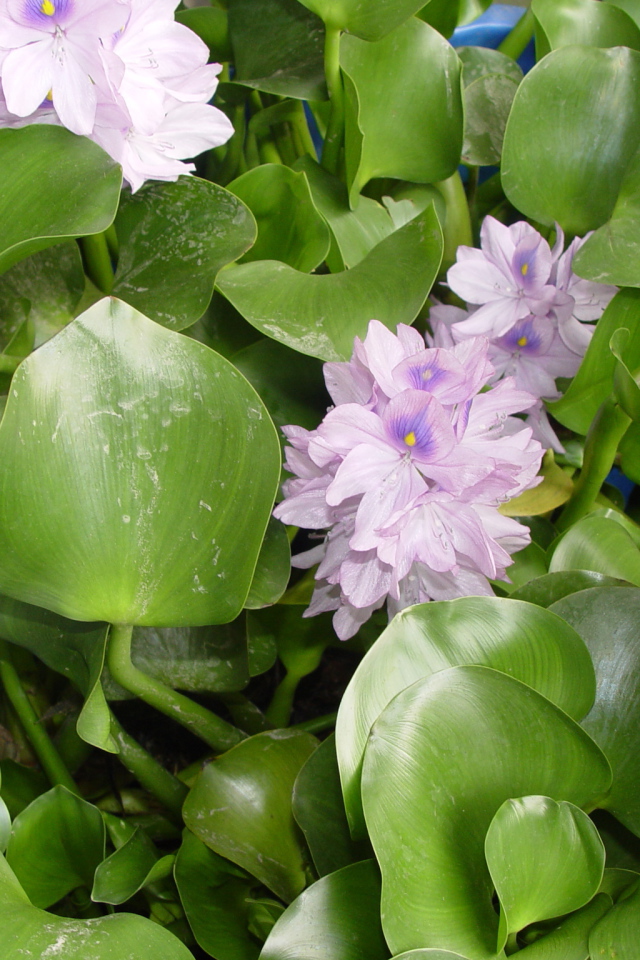 Красивый водяной гиацинт