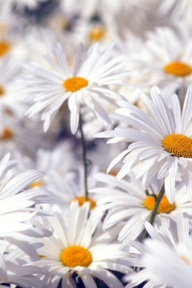 Красивые белые цветы