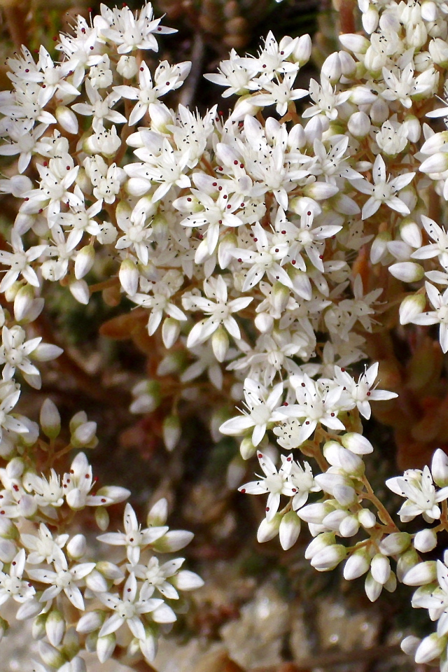 Красивые белые цветы резухи