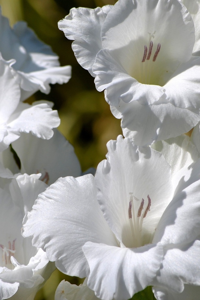 Красивые белые гладиолусы